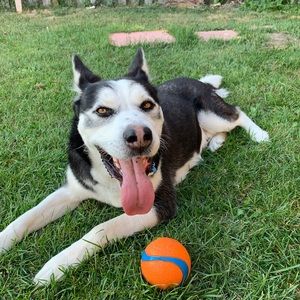 Meet your Posher, Bella